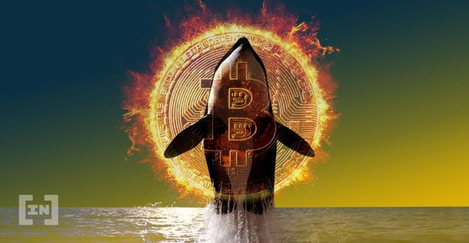 Bitcoin İçin Tehlikeli Senaryo: Balinalar Devleşiyor