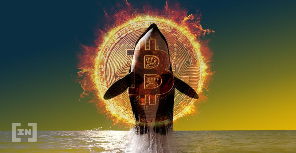 Bitcoin BTC Balinası