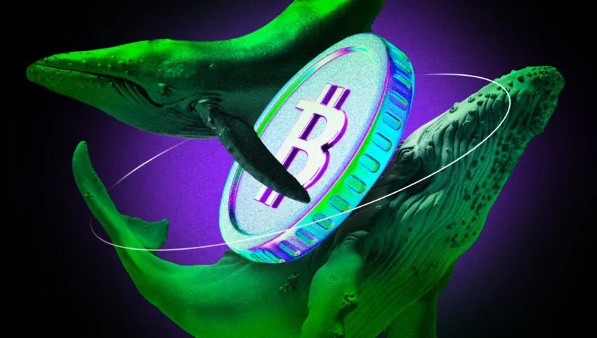 Bitcoin balinası, Bitcoin, kripto balinası