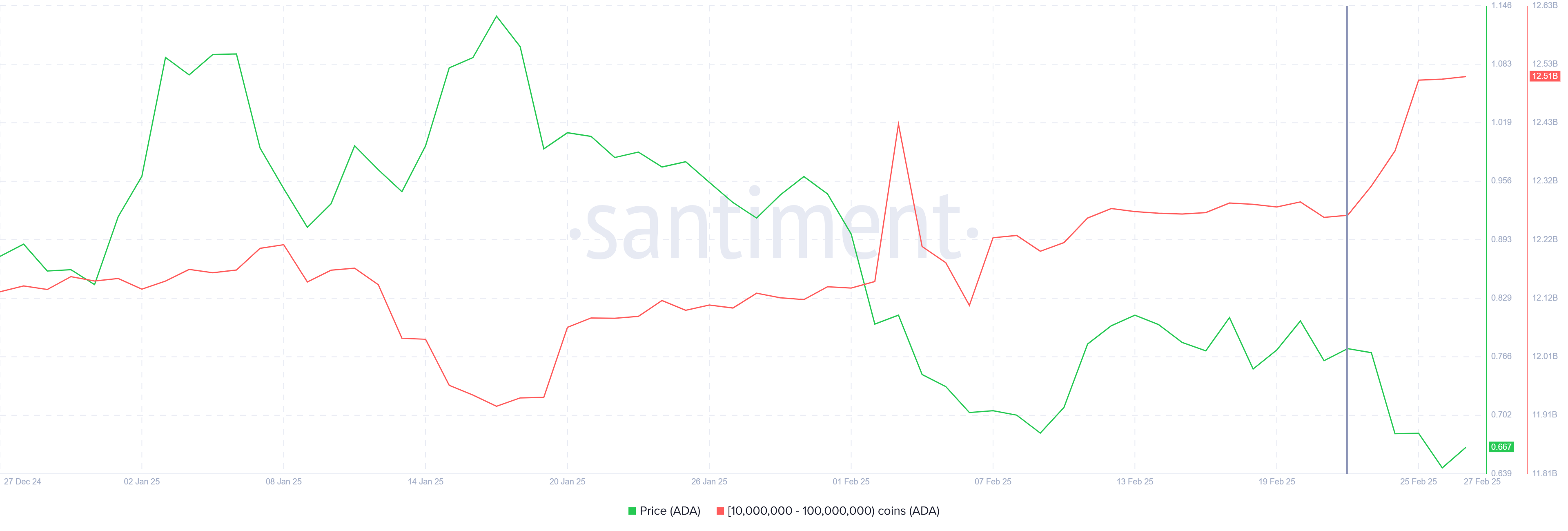 Cardano Balina Adresleri